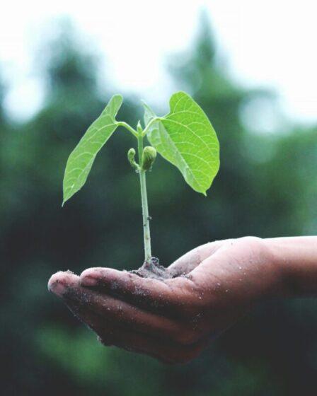 A plant growing out of dirt being held in someones hand