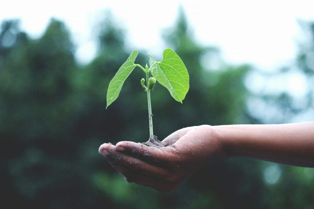 A plant growing out of dirt being held in someones hand